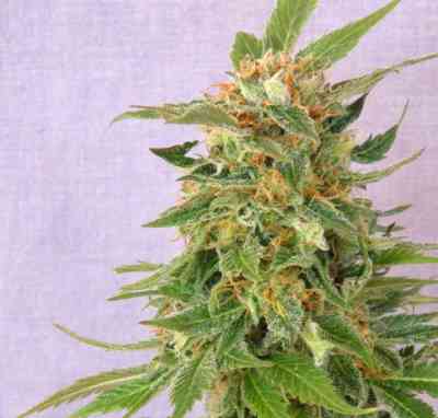 Ginger Punch Auto > Kannabia Seeds | Semillas de marihuana autoflorecientes  |  Índica