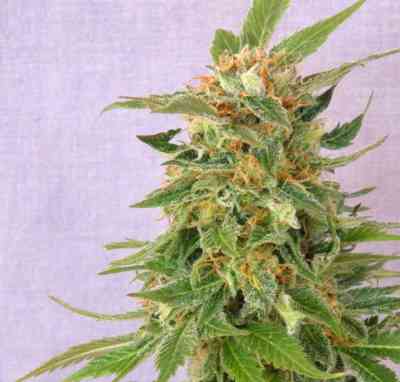 Ginger Punch Auto > Kannabia Seeds | Semillas autoflorecientes  |  Índica