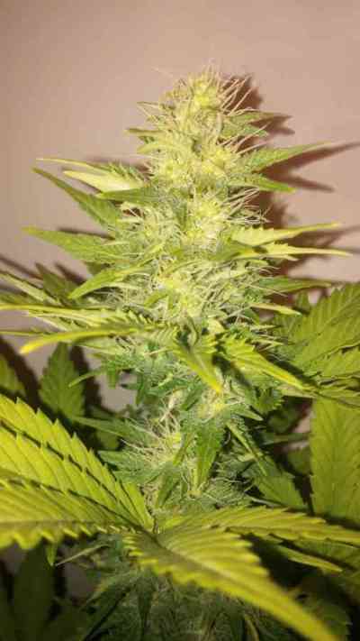 Ginger Punch Auto > Kannabia Seeds | Graines Autofloraison  |  Indica