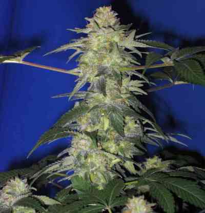 The Hog > T.H. Seeds | Graines Normal  |  Indica