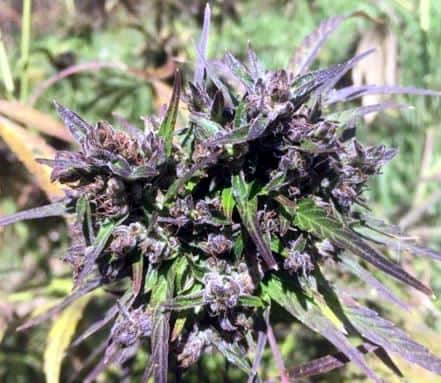 Hokkaido Japon > Ace Seeds | CBD cannabis seeds  |  Hybrid