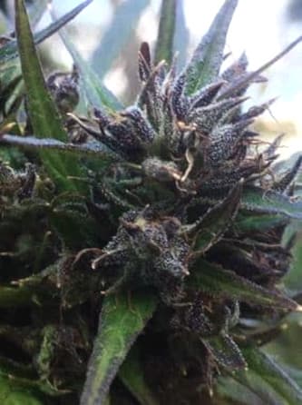 Hokkaido Japon > Ace Seeds | CBD cannabis seeds  |  Hybrid