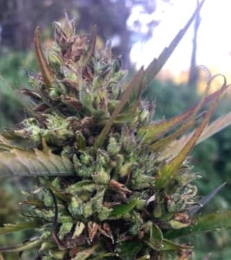 Hokkaido Japon > Ace Seeds | CBD cannabis seeds  |  Hybrid