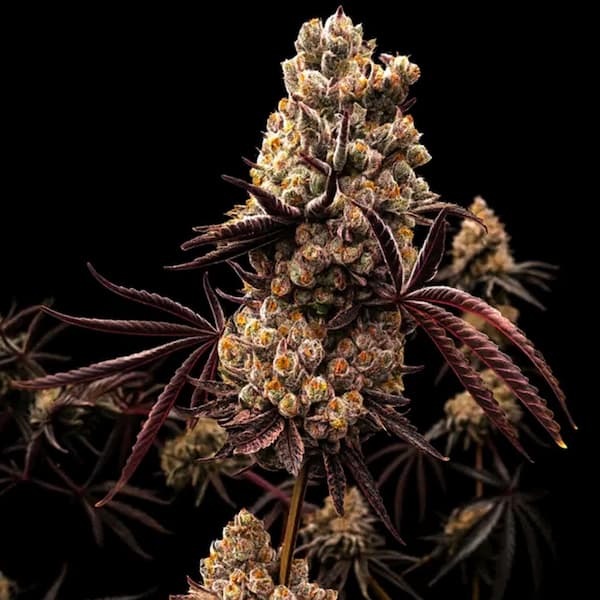 Hokuzan Seed > World Breeders | Feminized Cannabis   |  Sativa