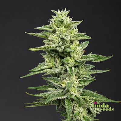 Hollands Dope (F1 Fast Flowering) Seed > Linda Seeds | Cannabis seeds recommendations  |  Cheap Cannabis