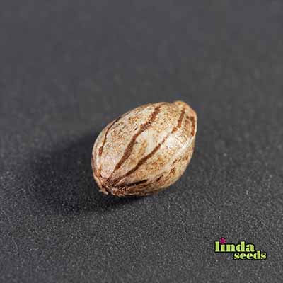 Hollands Dope (F1 Fast Flowering) Seed > Linda Seeds | Cannabis seeds recommendations  |  Cheap Cannabis