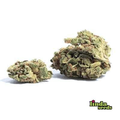 Hollands Dope (F1 Fast Flowering) Seed > Linda Seeds | Cannabis seeds recommendations  |  Cheap Cannabis