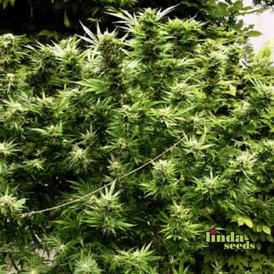 Hollands Dope (F1 Fast Flowering) Seed > Linda Seeds | Cannabis seeds recommendations  |  Cheap Cannabis