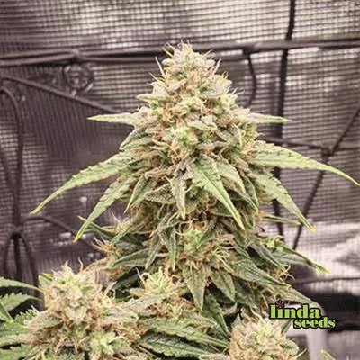 Hollands Dope (F1 Fast Flowering) Seed > Linda Seeds | Cannabis seeds recommendations  |  Cheap Cannabis