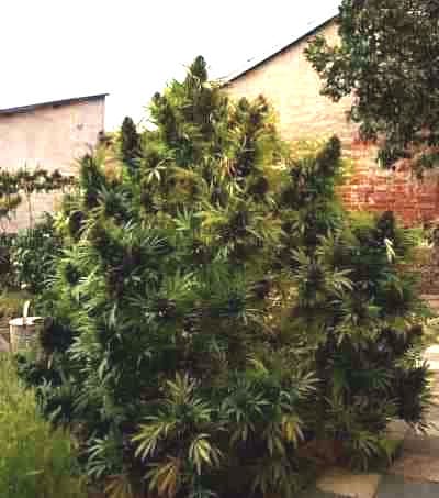 Hollands Hope > Dutch Passion | Cannabis seeds recommendations  |  TOP 10 Outdoor Strains