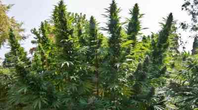 Hollands Hope > Dutch Passion | Cannabis seeds recommendations  |  TOP 10 Outdoor Strains