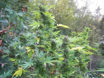 Hollands Hope > Dutch Passion | Cannabis seeds recommendations  |  TOP 10 Outdoor Strains