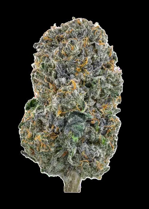 Hollywood Rain graines > Anesia Seeds | Graines Féminisées  |  Sativa