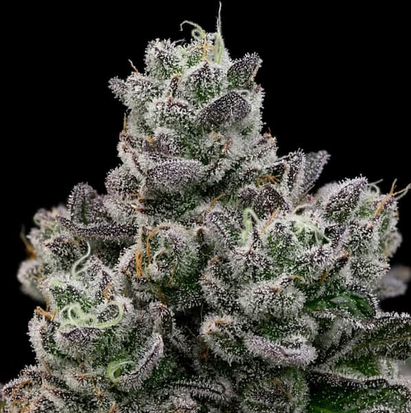 Hollywood Rain graines > Anesia Seeds | Graines Féminisées  |  Sativa