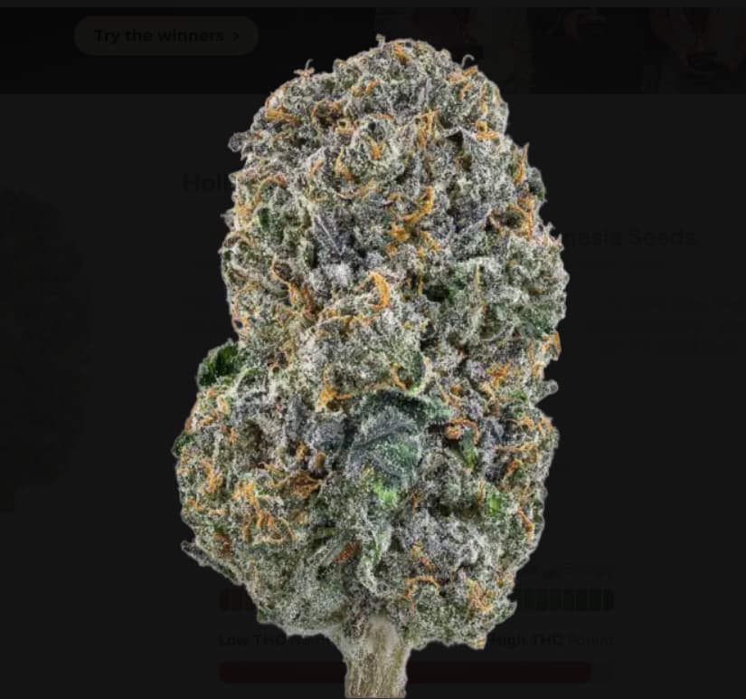 Auto Hollywood Rain Seed > Anesia Seeds | Autoflowering Cannabis   |  Indica