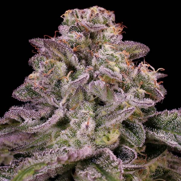 Auto Hollywood Rain Seed > Anesia Seeds | Autoflowering Cannabis   |  Indica