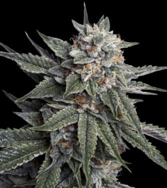 Holy Grail Kush > DNA Genetics | Feminized Marijuana   |  Indica