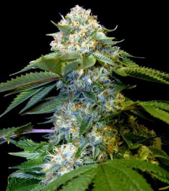 Holy Grail Kush > DNA Genetics | Feminized Marijuana   |  Indica