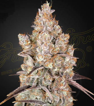 Holy Snow > Green House Seed Company | Semillas feminizadas  |  Sativa