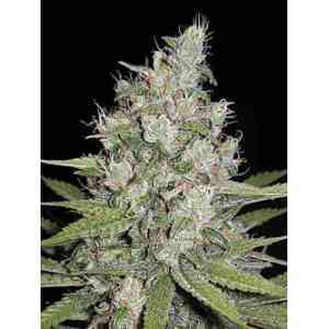 Cheese Samen > Homegrown Fantaseeds | Feminisierte Hanfsamen  |  Sativa