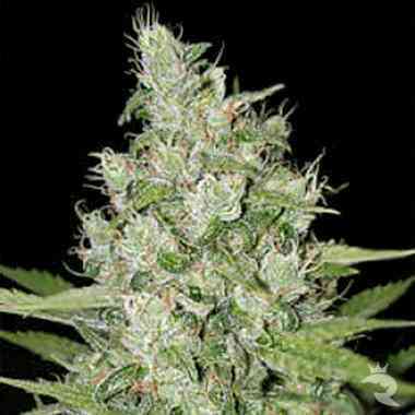 Early Girl Seed > Homegrown Fantaseeds | Regular Marijuana   |  Indica