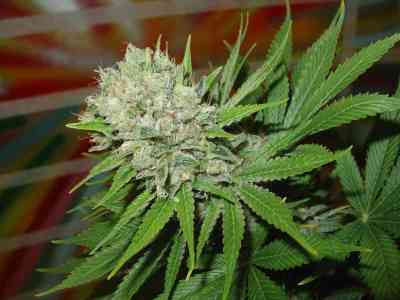 Flashback Seed > Homegrown Fantaseeds | Regular Marijuana   |  Hybrid