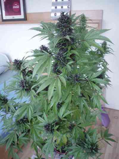 Homegrown Purple > Homegrown Fantaseeds | Reguläre Hanfsamen  |  Hybrid