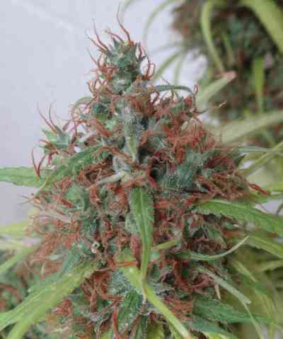 Honduras > ACE Seeds | Graines Normal  |  Sativa