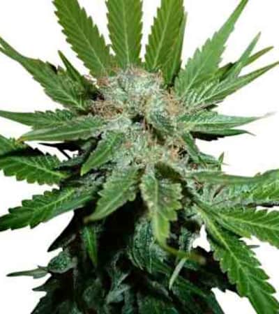 Honey Cream Fast Version > Royal Queen Seeds | Graines Féminisées  |  Indica