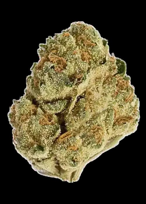 Honey Dipper Seed > Green House Seed Company | Feminized Cannabis   |  Sativa