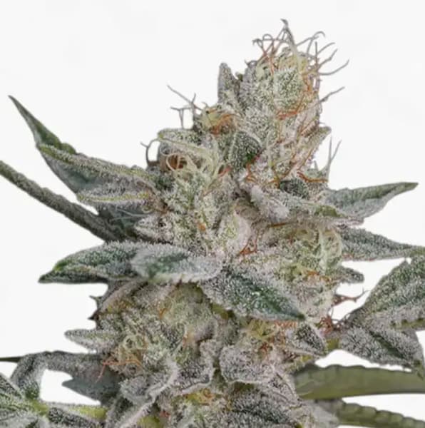 Honey Dipper Seed > Green House Seed Company | Feminized Cannabis   |  Sativa