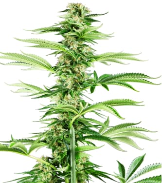 Honey Melon Haze > Sensi Seeds | Feminisierte Hanfsamen  |  Sativa