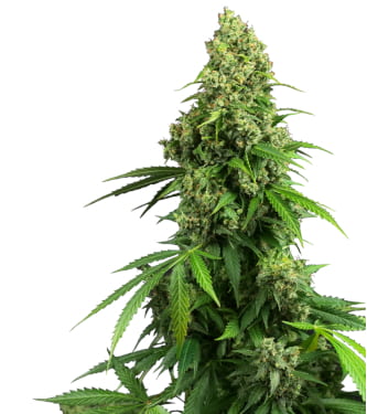 Honey Melon Kush Auto > Sensi Seeds | Autoflowering Cannabis   |  Indica