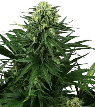 Honey Melon Kush > Sensi Seeds | Feminized Marijuana   |  Indica