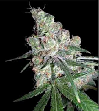 Honeybells > Delicious Seeds | Feminized Marijuana   |  hybrid