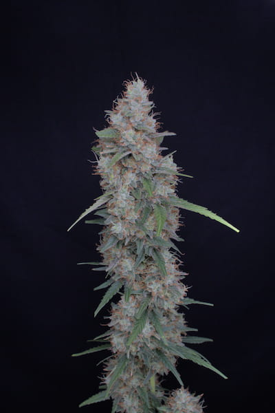 Honeyed Cream Dream Seed > Pure Instinto | Feminized Cannabis   |  Hybrid