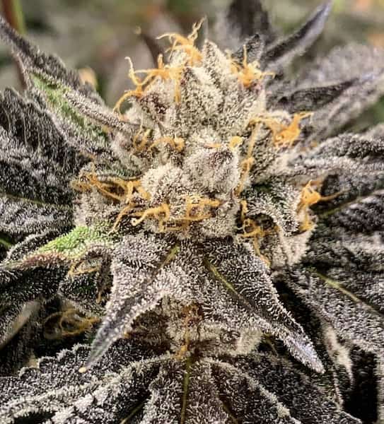 Hood Lemon Drops Seed > Elev8 Seeds | Feminized Cannabis   |  Indica