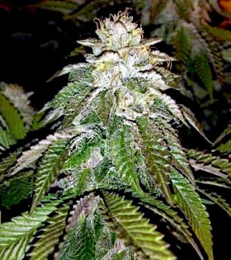 Hot Tropic > Oni Seed Co | Regular Marijuana   |  Hybrid