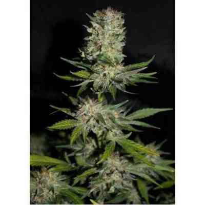 Houchie Kouchie Kush Samen > Makka Seeds | Feminisierte Hanfsamen  |  Indica