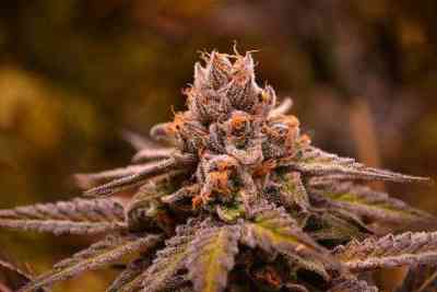 Hubba Bubba Seed > Jinxproof Genetics | Regular Marijuana   |  Indica