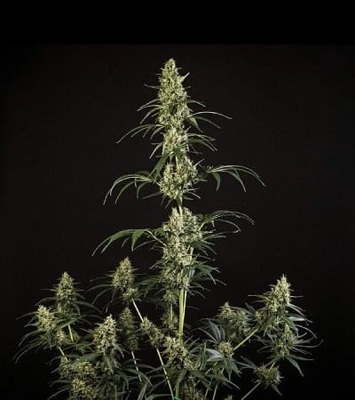 HulkBerry Automatic > Royal Queen Seeds | Feminized Marijuana   |  Sativa