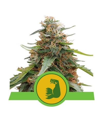 HulkBerry Automatic > Royal Queen Seeds | Feminized Marijuana   |  Sativa