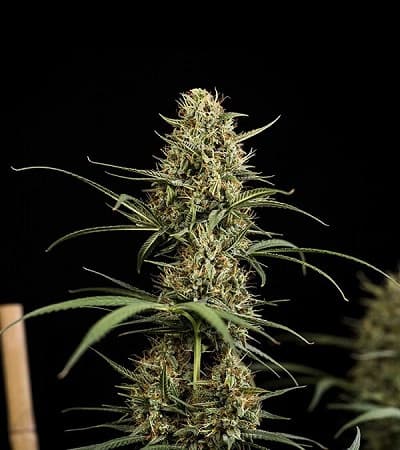 HulkBerry Automatic > Royal Queen Seeds | Semillas feminizadas  |  Sativa