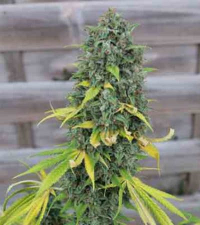 Hulkberry > Royal Queen Seeds | Feminisierte Hanfsamen  |  Hybrid