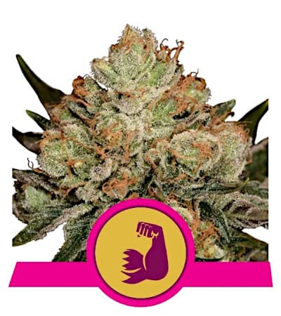 Hulkberry > Royal Queen Seeds | Feminisierte Hanfsamen  |  Hybrid