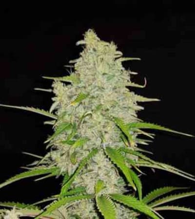 Hulkberry > Royal Queen Seeds | Semillas feminizadas  |  Híbrido