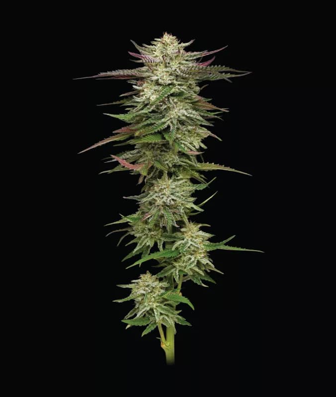Humboldt Headband Auto > Humboldt Seed Company | Autoflowering Hanfsamen  |  Indica