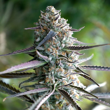 Runtz Fast > Humboldt Seed Organisation
