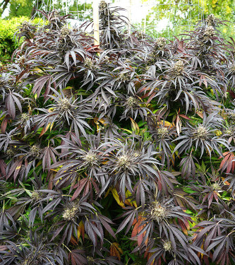 White Runtz Fast > Humboldt Seed Organisation | Feminisierte Hanfsamen  |  Indica