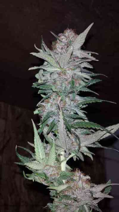 Hurkle > TGA Subcool Seeds | Regular Marijuana   |  Hybrid